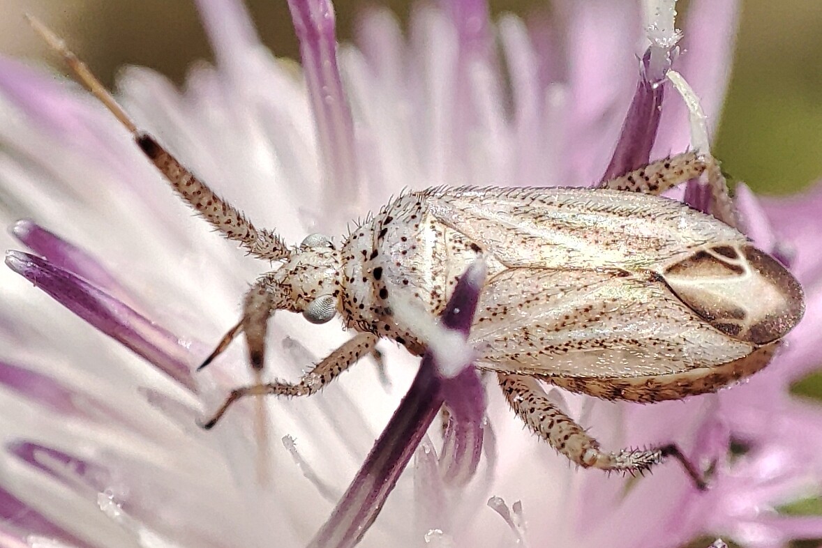 Oncotylus setulosus - búzavirágpoloska