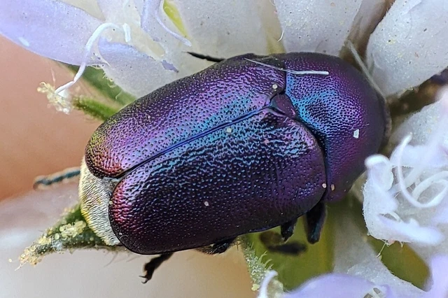 Cryptocephalus