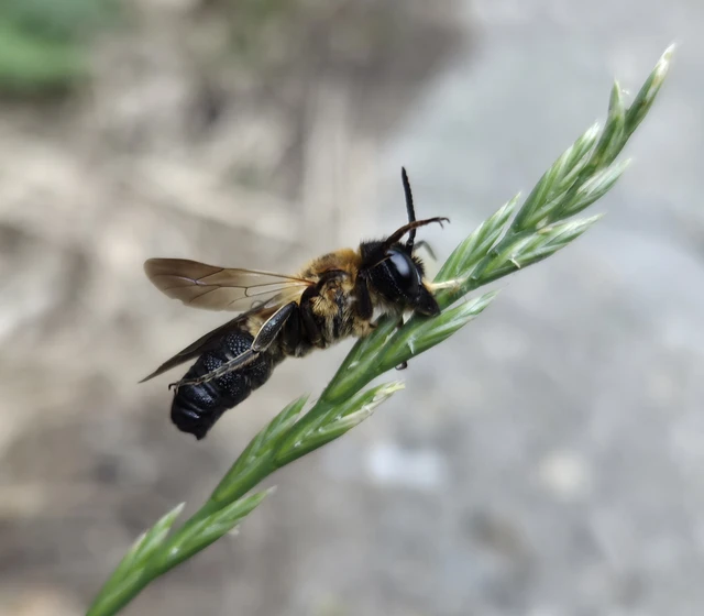 Megachile sculpturalis - óriás művészméh