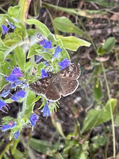 Erynnis tages - cigánylepke