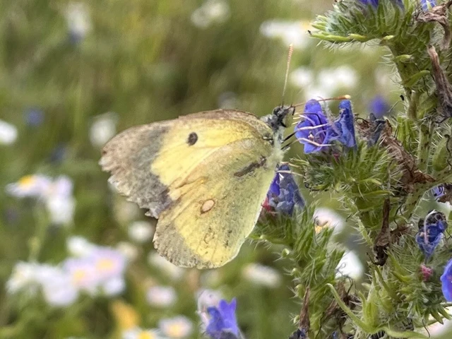 Colias erate - csángó-kéneslepke