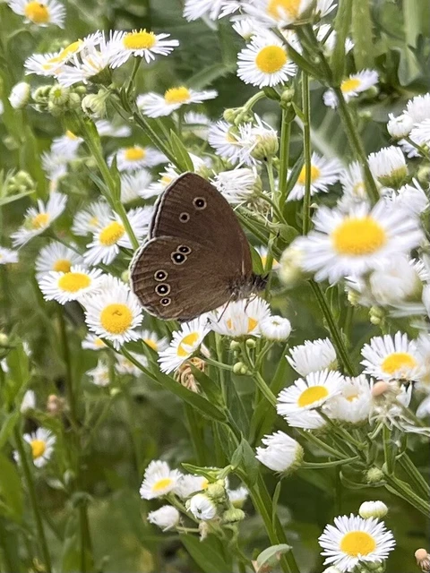 Aphantopus hyperanthus - közönséges ökörszemlepke