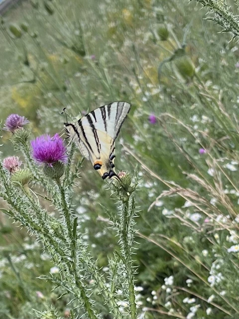 Iphiclides podalirius - kardoslepke