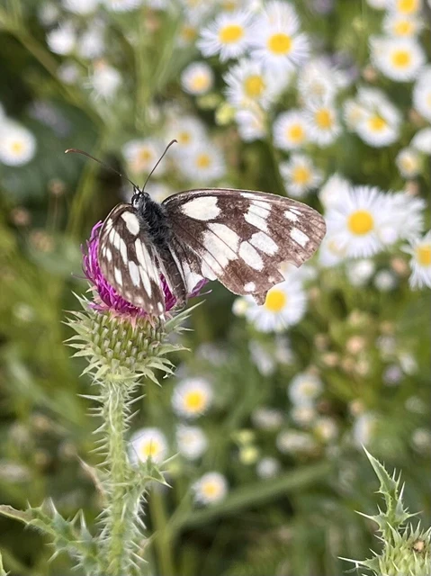 Melanargia galathea - sakktáblalepke