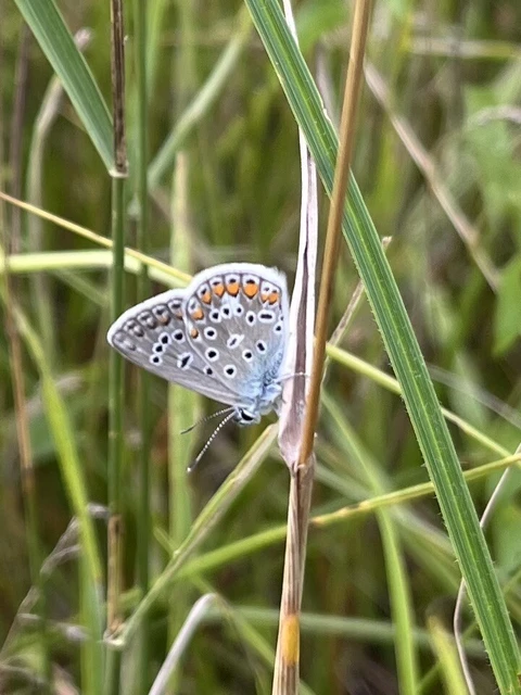Polyommatus icarus - közönséges boglárka