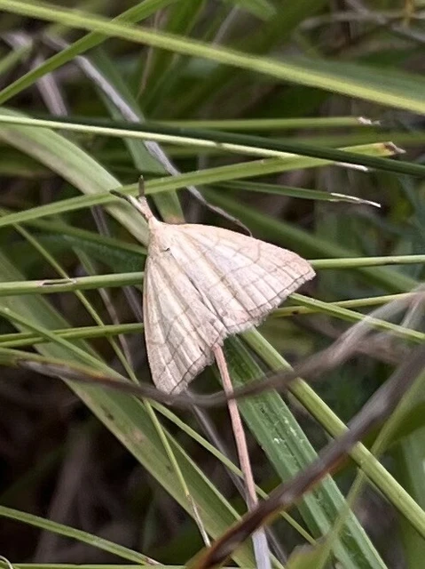 Polypogon tentacularia - sötétaljú karcsúbagoly