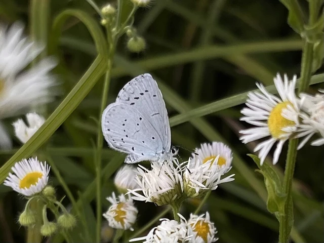 Celastrina argiolus - bengeboglárka
