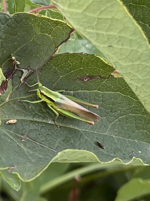 Euthystira brachyptera - smaragdzöld sáska