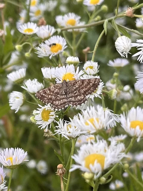 Ematurga atomaria - barna rétiaraszoló