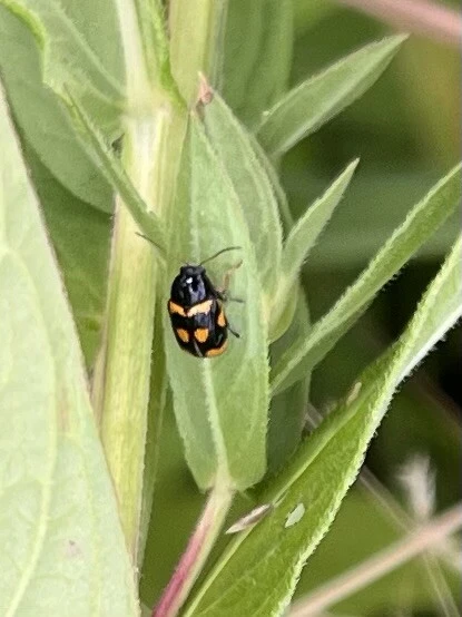 Cryptocephalus anticus - réti zömökbogár