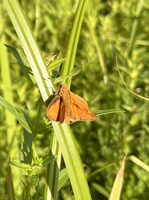 Ochlodes sylvanus - erdei busalepke