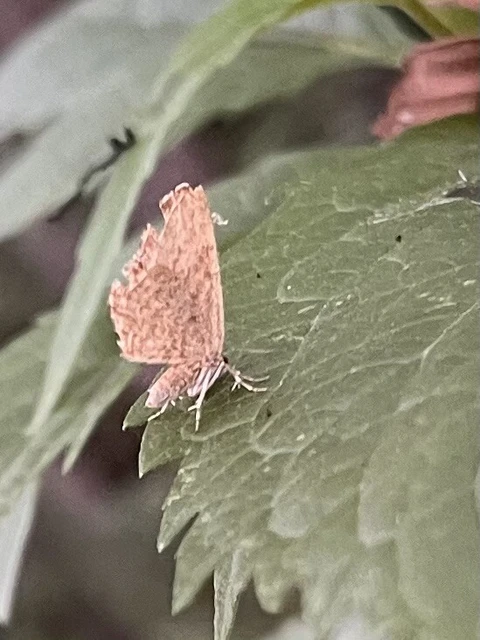Euchoeca nebulata - barnás égeraraszoló
