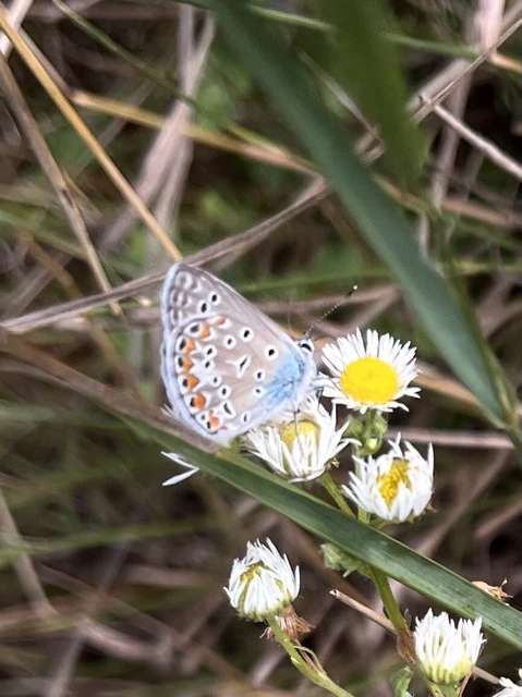 Polyommatus icarus - közönséges boglárka