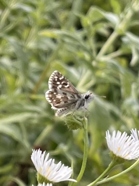 Pyrgus armoricanus - feles busalepke