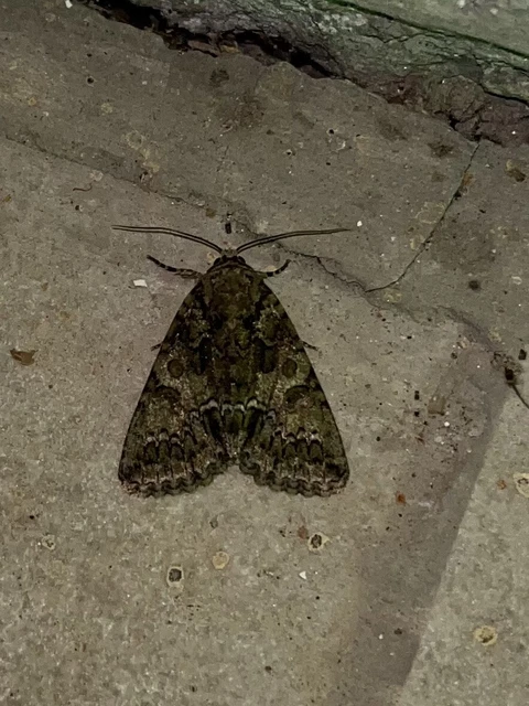 Polyphaenis sericata - selyemfényű erdeibagoly