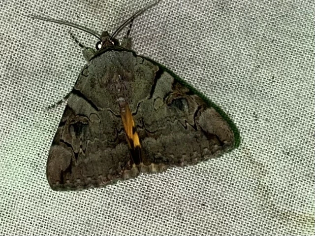 Catocala hymenaea - kökény-övesbagoly