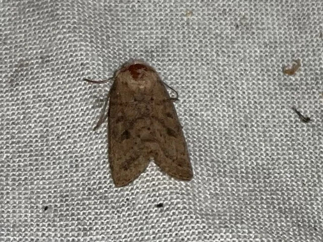 Hoplodrina octogenaria - barna selymesbagoly
