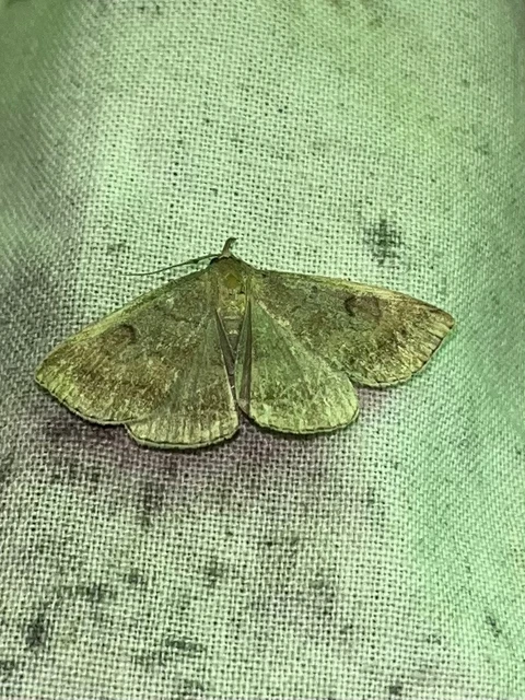 Zanclognatha lunalis - pelyheslábú karcsúbagoly