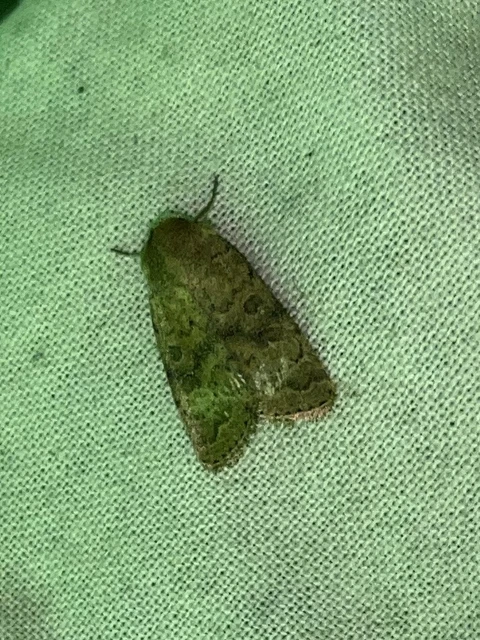 Hoplodrina octogenaria - barna selymesbagoly