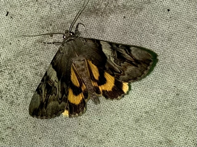 Catocala fulminea - galagonya-övesbagoly