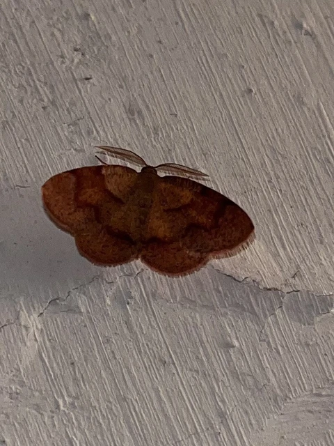 Plagodis pulveraria - szemcsés araszoló