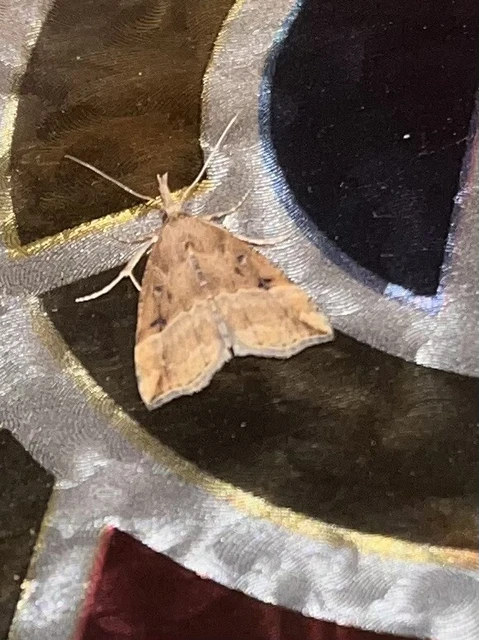 Hypena rostralis - közönséges karcsúbagoly