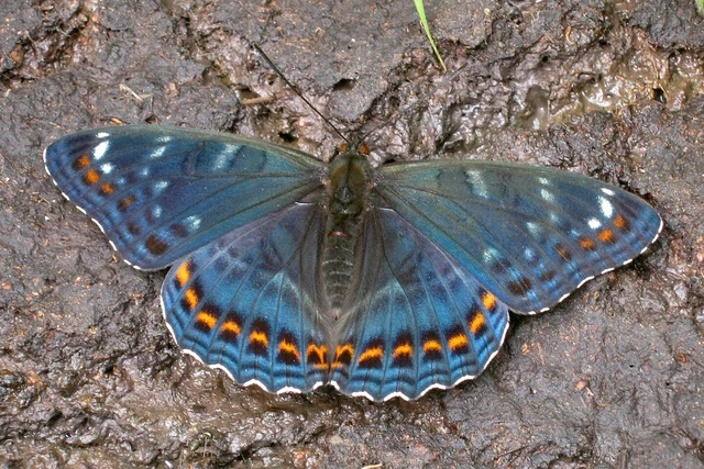Limenitis populi - nagy nyárfalepke