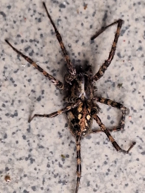Araneae - Pókok
