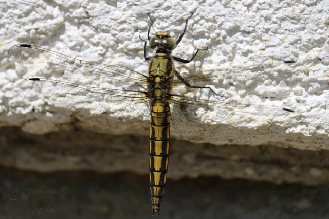 Orthetrum cancellatum - feketefarkú pásztorszitakötő