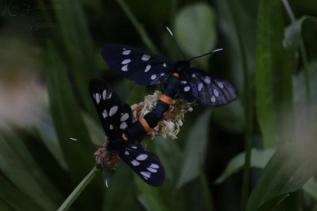 Amata phegea - fehérpettyes álcsüngőlepke