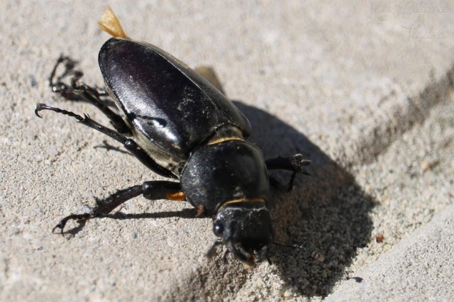 Lucanus cervus - nagy szarvasbogár