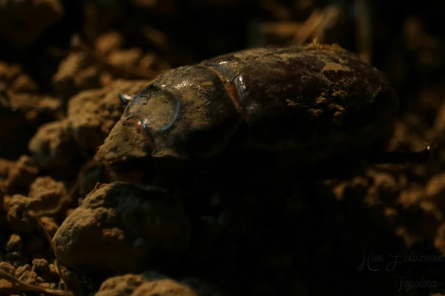 Oryctes nasicornis - orrszarvú bogár