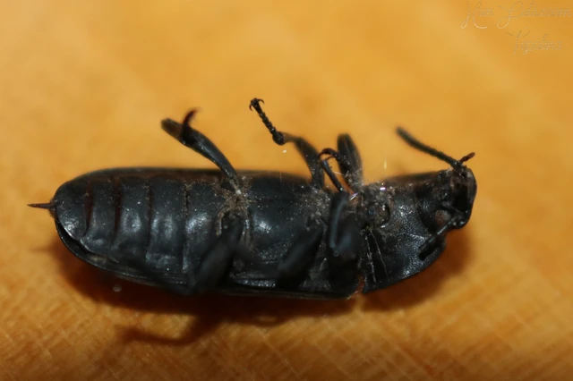 Tenebrio molitor - közönséges lisztbogár