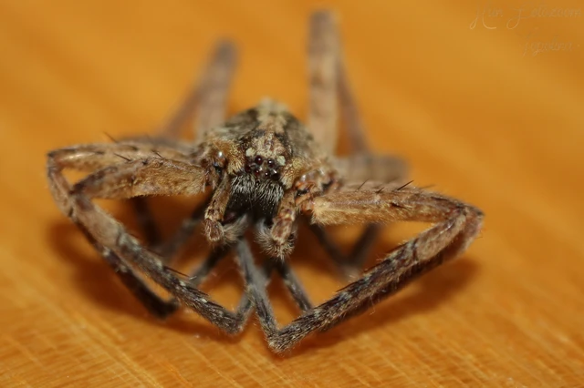 Araneae - Pókok