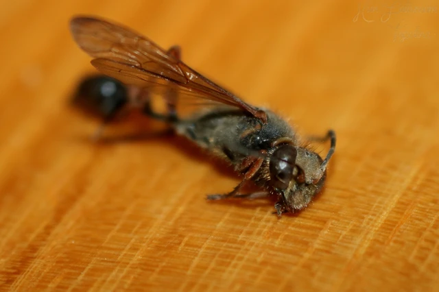 Sceliphron curvatum - barnalábú lopódarázs