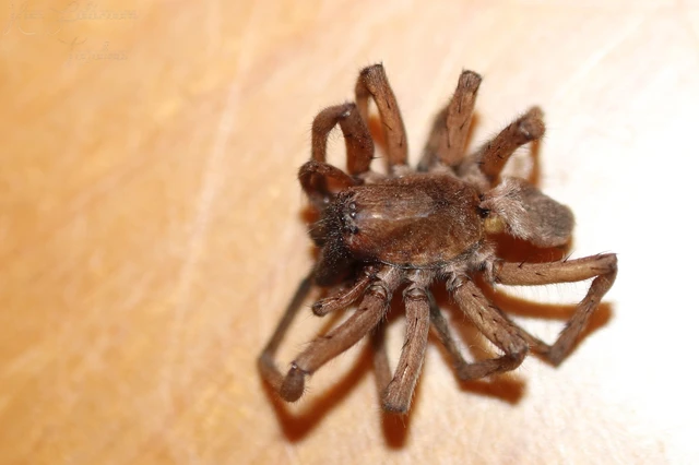 Araneae - Pókok