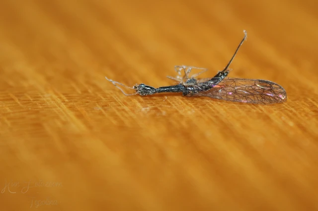 Raphidioptera - Tevenyakú-fátyolkák