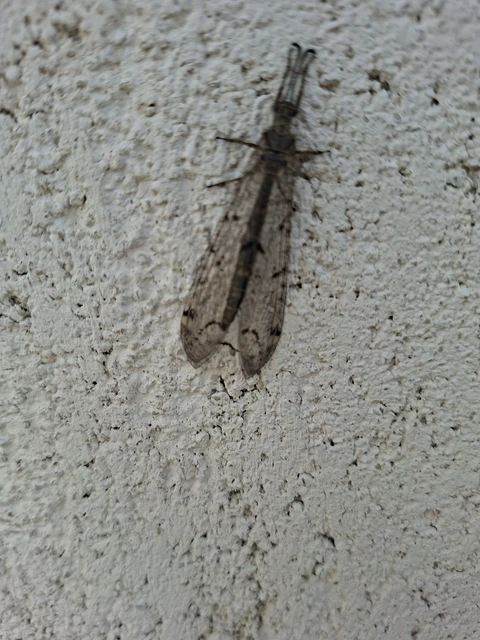 Distoleon tetragrammicus - négyfoltos hangyaleső