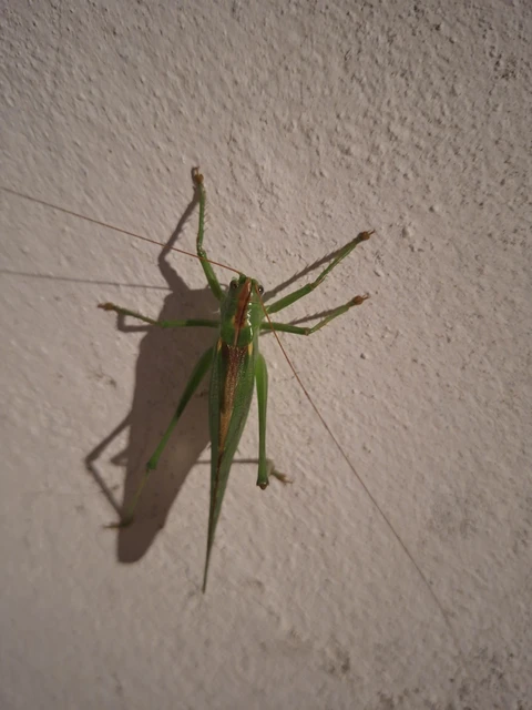 Tettigonia viridissima - zöld lombszöcske Tettigonia viridissima - zöld lombszöcske