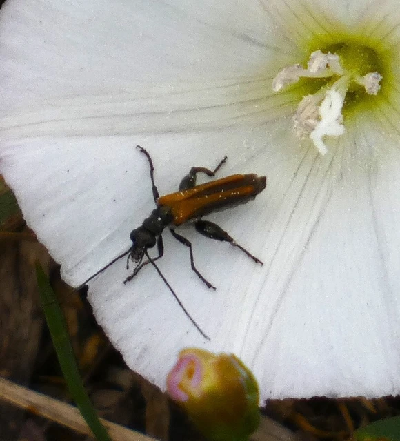 Oedemera femorata - sárgahátú álcincér