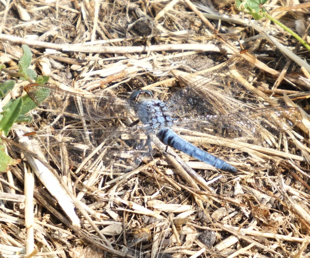 Orthetrum brunneum - pataki pásztorszitakötő