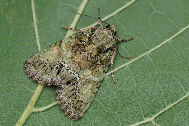 Polyphaenis sericata - selyemfényű erdeibagoly