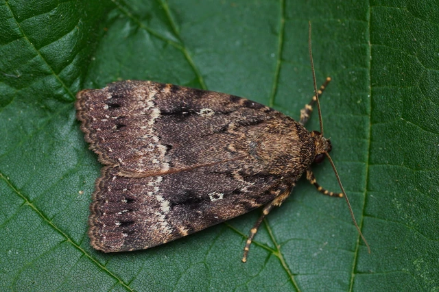 Amphipyra berbera/pyramidea