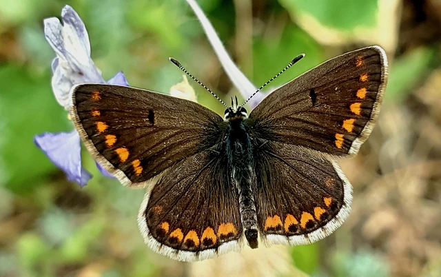 Aricia agestis - szerecsenboglárka
