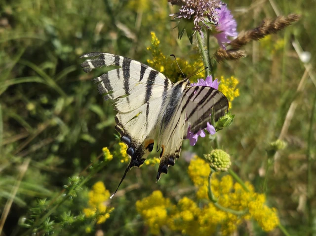 Iphiclides podalirius - kardoslepke