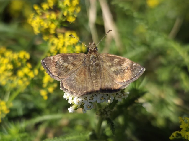 Erynnis tages - cigánylepke