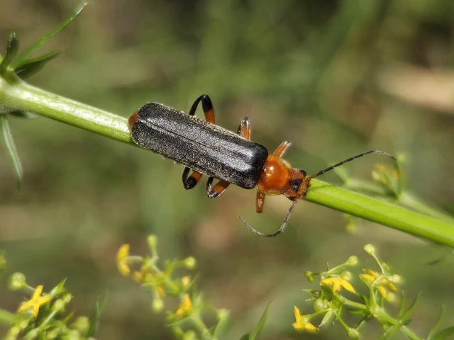 Cantharis livida - mezei lágybogár