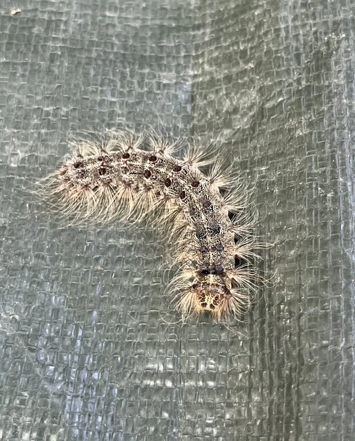 Lymantria dispar - gyapjaslepke