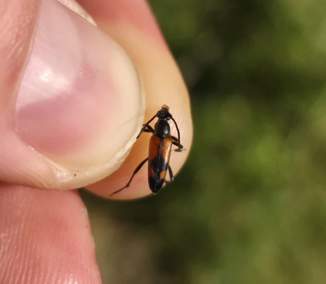 Stenurella bifasciata - kétöves karcsúcincér