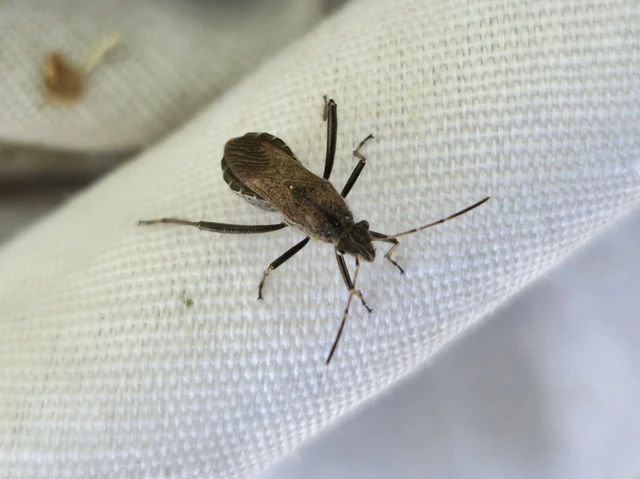 Alydus calcaratus - szőrös tövispoloska